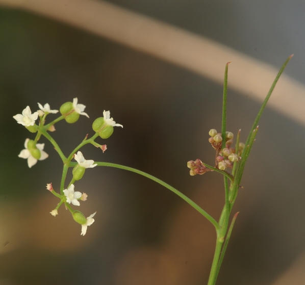 Platysace heterophylla